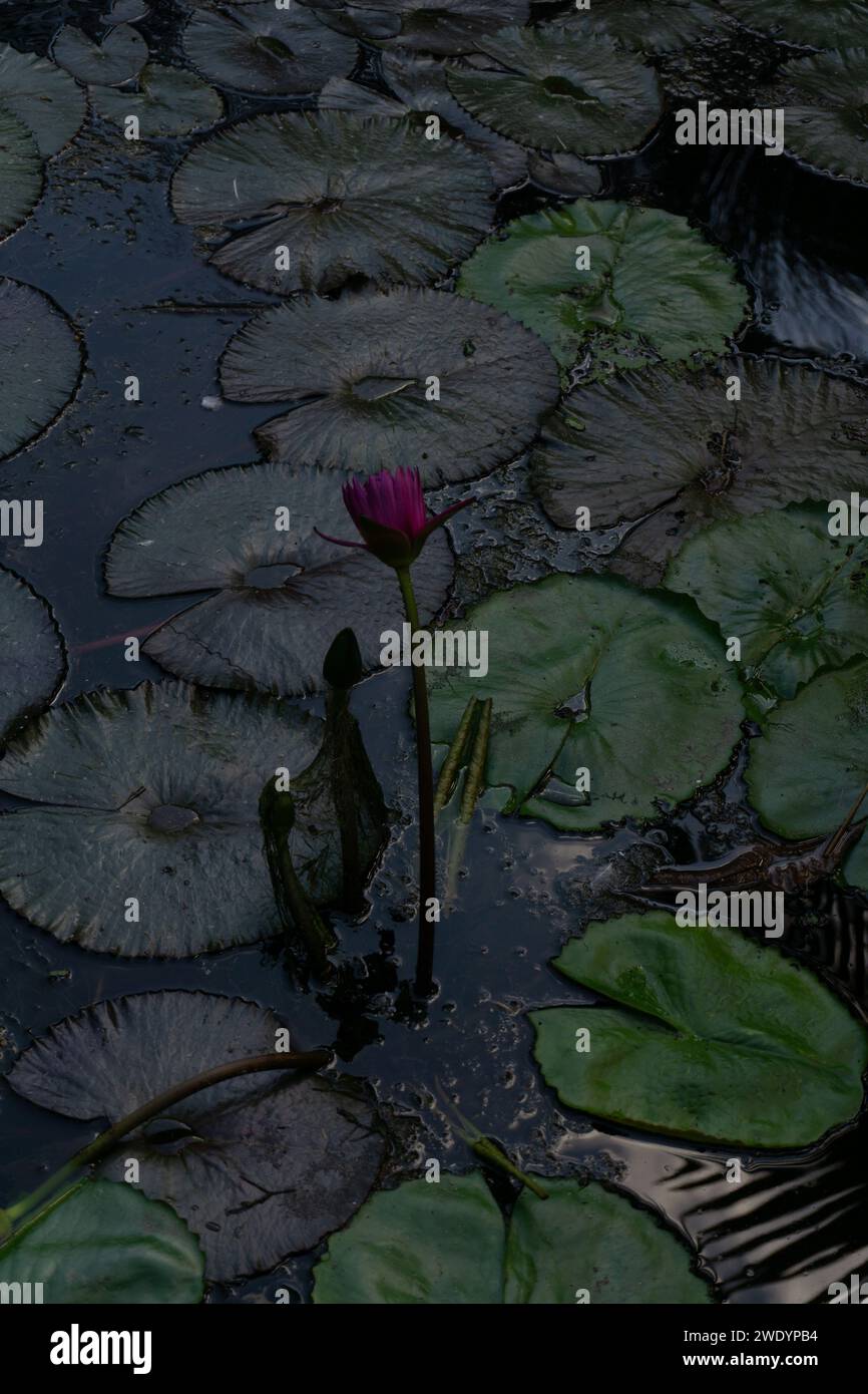 Giglio rosa tra acque tranquille Foto Stock