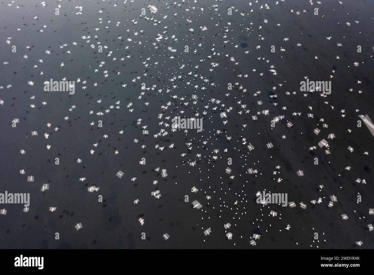 Vista aerea delle persone che danno da mangiare agli uccelli su un peschereccio lungo il fiume Yamuna a nuova Delhi, India. Foto Stock