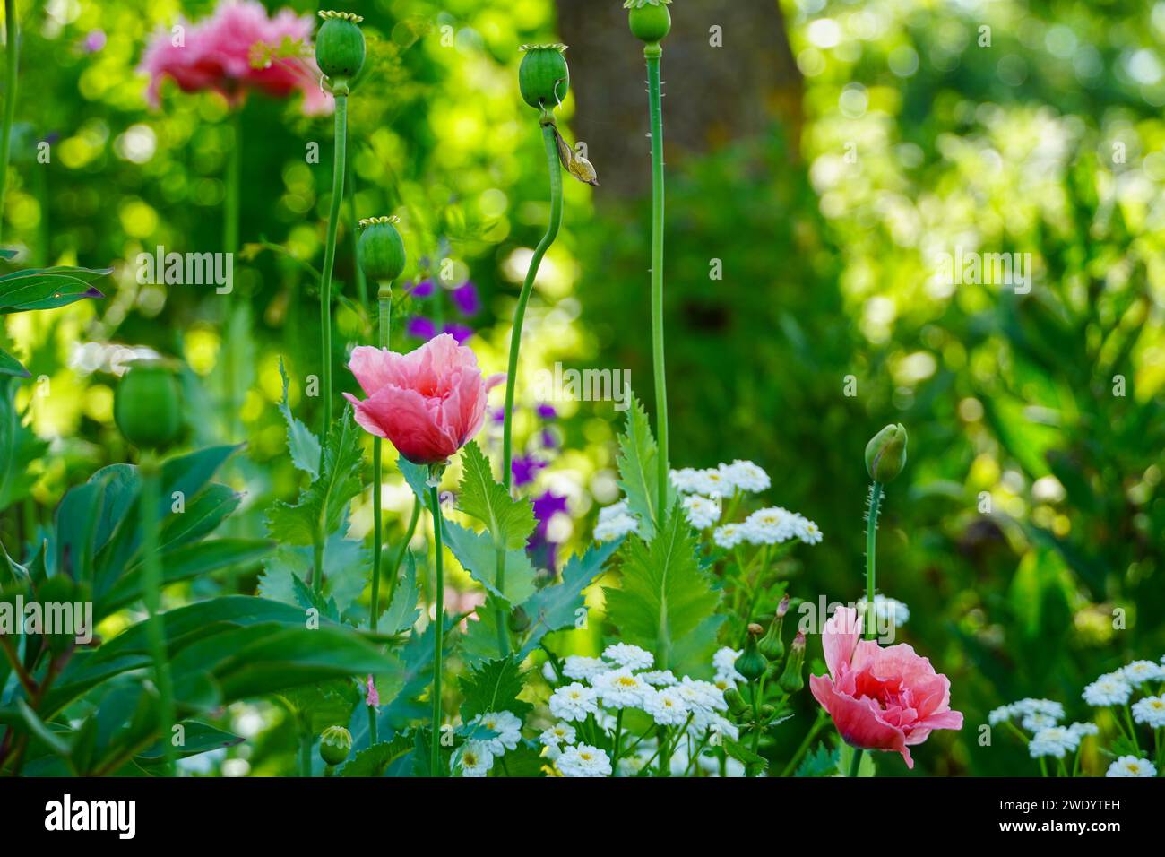 Gardenflowers Foto Stock