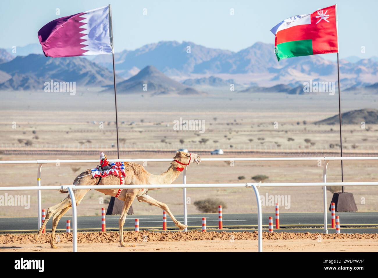 Corsa di cammelli per la coppa del re con la bandiera dell'Oman e del Qatar sullo sfondo, al Ula, Arabia Saudita Foto Stock