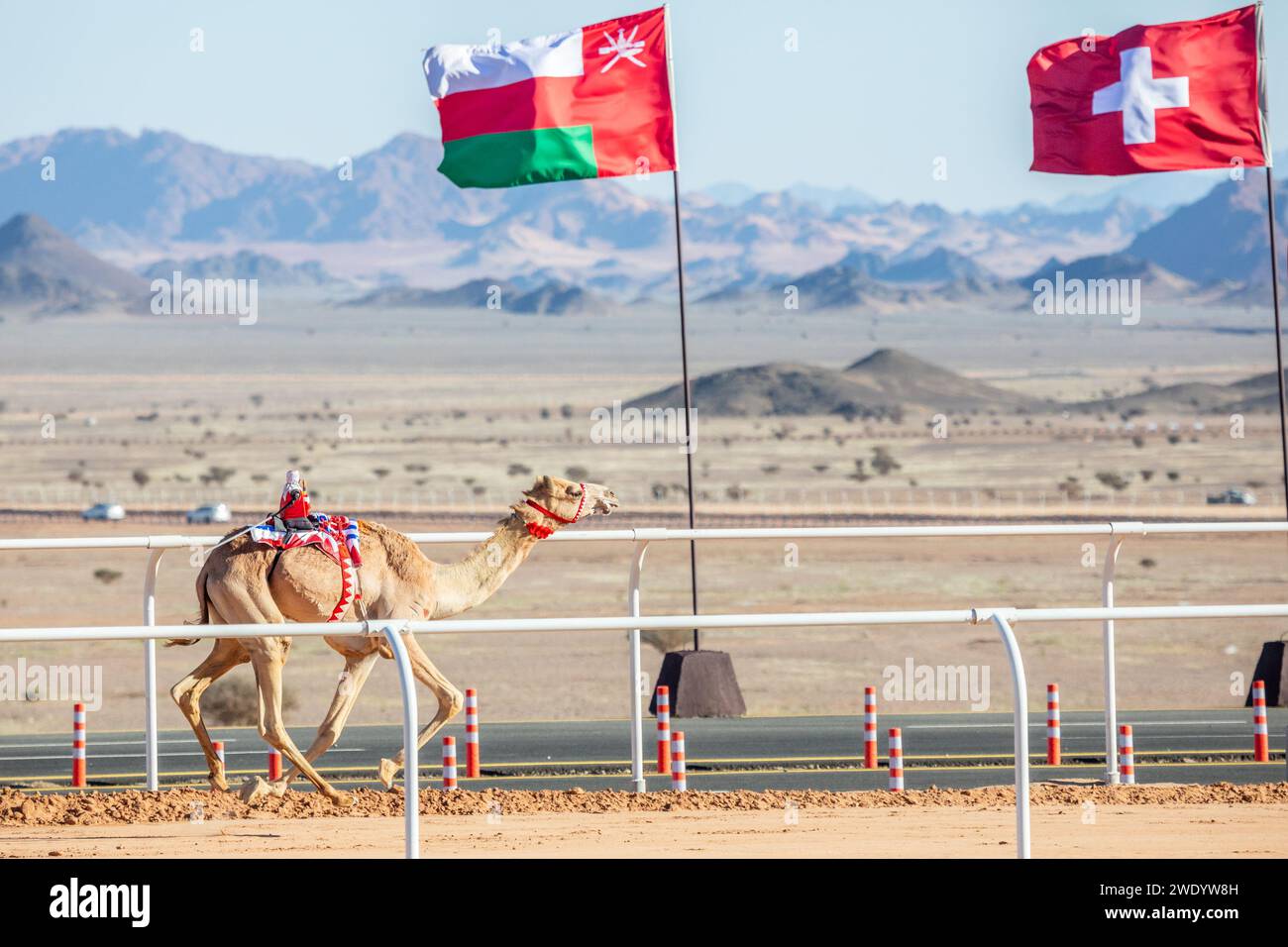 Corsa di cammelli per la coppa del re con bandiere Oman e svizzere sullo sfondo, al Ula, Arabia Saudita Foto Stock