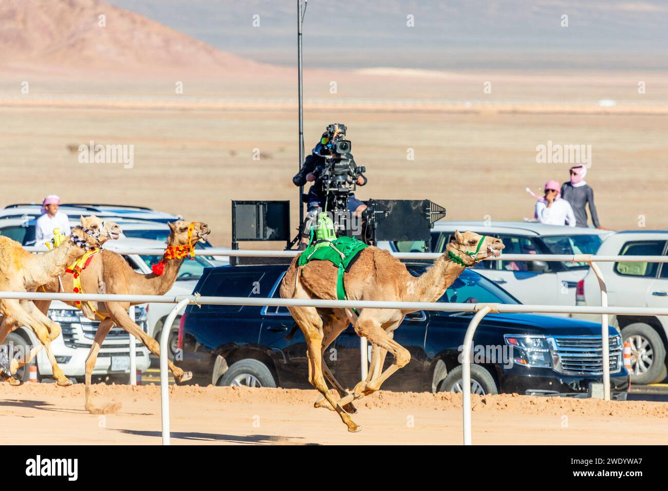 Cammelli che gareggiano per la coppa del re e auto di supporto sullo sfondo, al Ula, Arabia Saudita Foto Stock