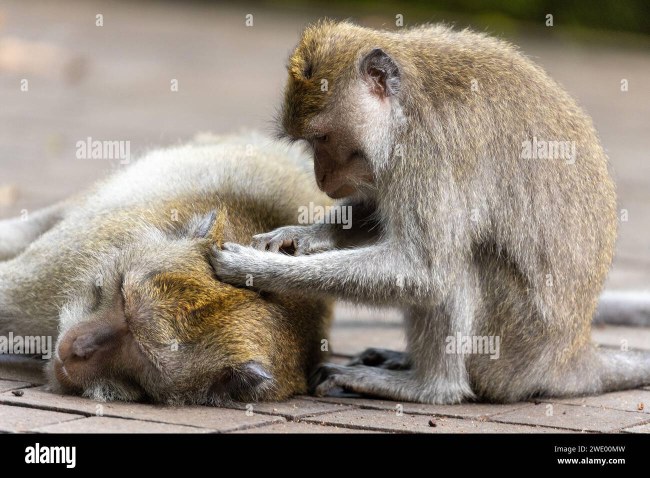 Macachi che mangiano granchi (Macaca fascicularis) nella foresta delle scimmie di Ubud, Bali Foto Stock