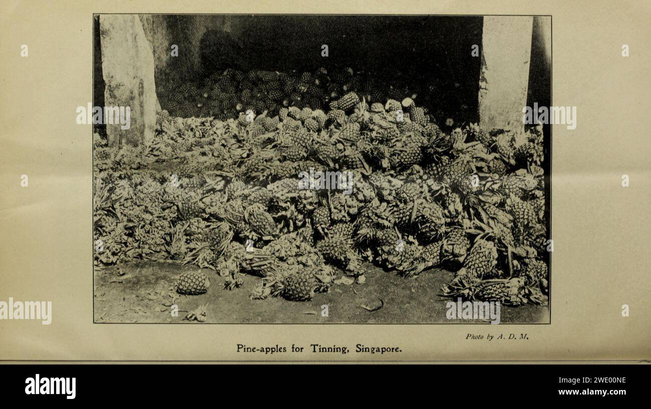 Bollettino agricolo dello stretto e Federated Malay membri. Nuova serie Foto Stock