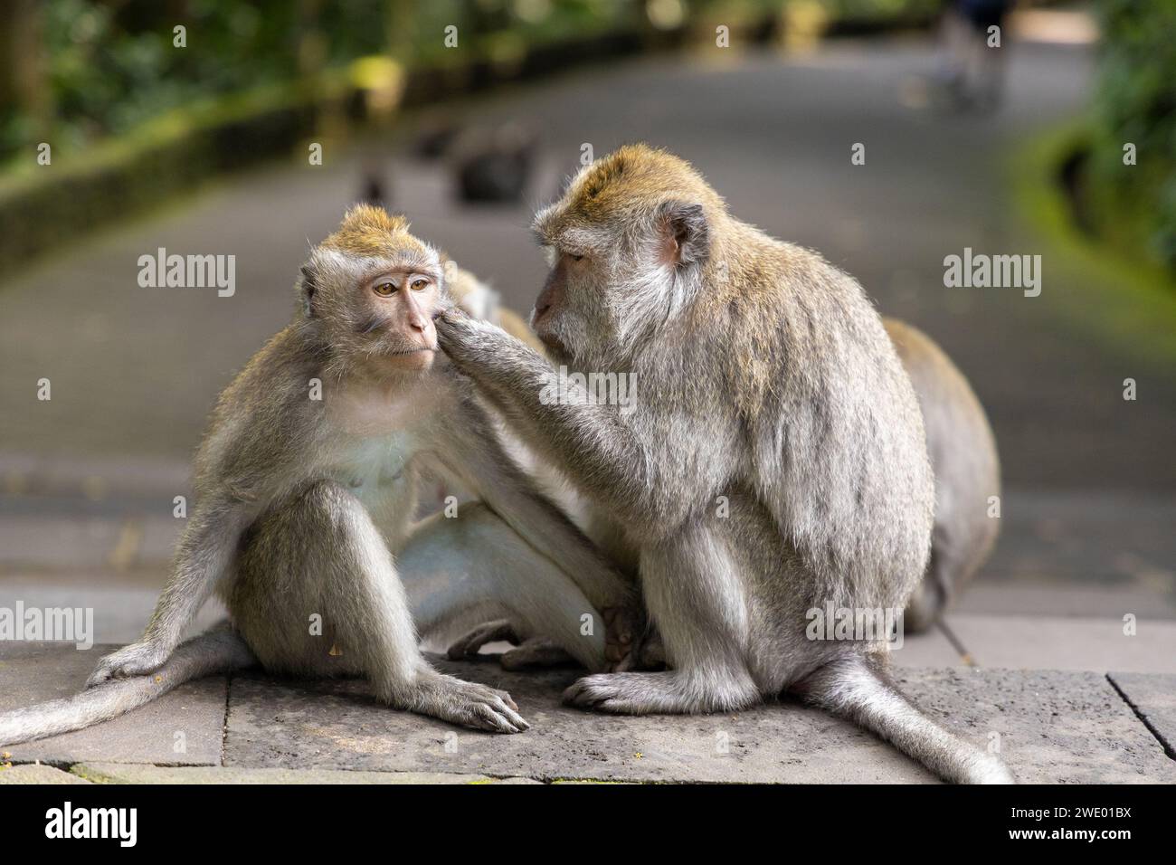 Macachi che mangiano granchi (Macaca fascicularis) nella foresta delle scimmie di Ubud, Bali Foto Stock