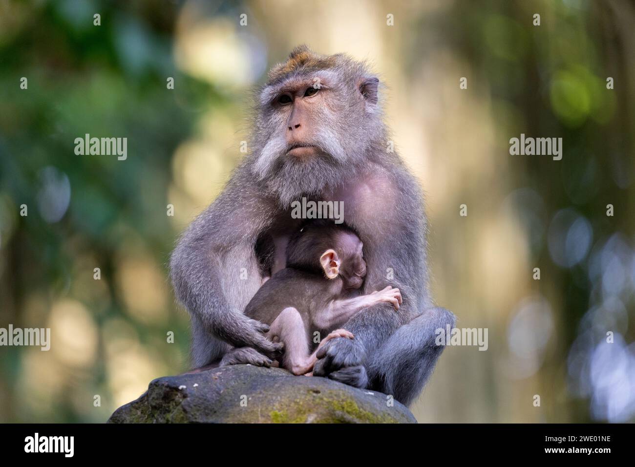 Una madre e un bambino del macaco mangiatore di granchi (Macaca fascicularis), noto anche come macaco dalla coda lunga, foresta delle scimmie di Ubud, Bali Foto Stock