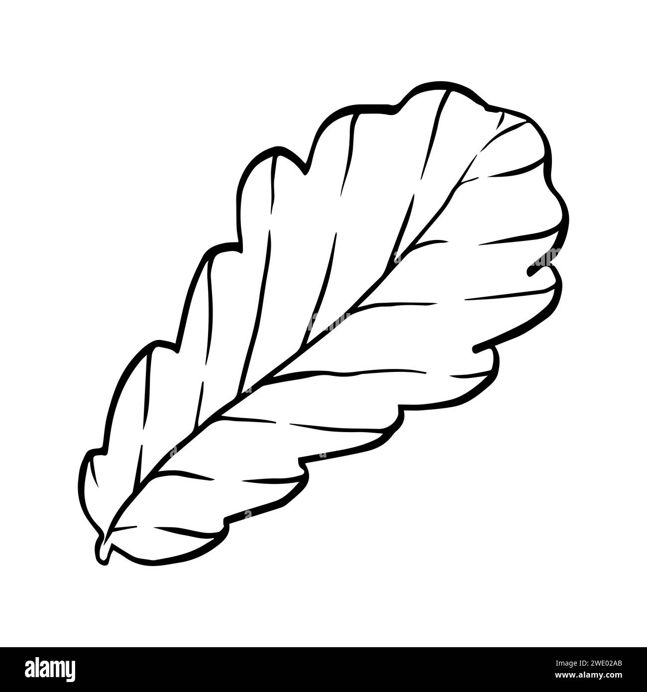 Illustrazione grafica vettoriale contorno linea nera foglia di quercia decorativa isolata su sfondo bianco. Disegno a mano con linea grafica a clip per la stampa, il tessuto Illustrazione Vettoriale