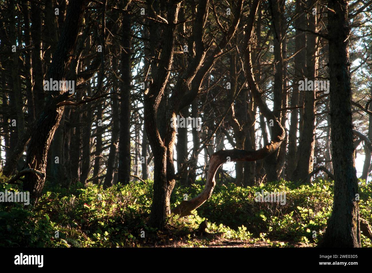 Il sole del pomeriggio, che splende tra gli alberi dell'Oregon. Foto Stock