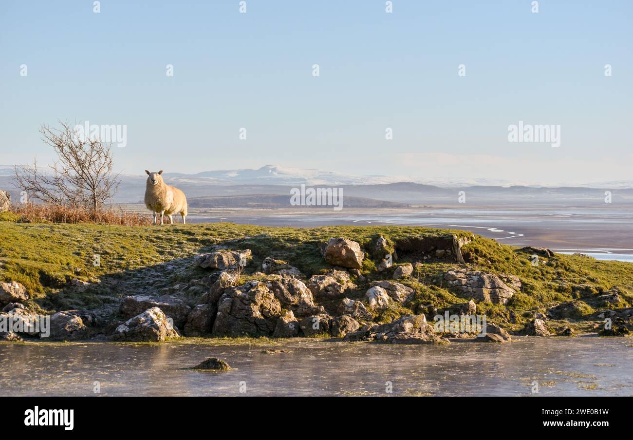 Una grande pozza d'acqua congelata e una singola pecora in piedi su una sponda erbosa e rocciosa con una bassa marea e colline sullo sfondo. Foto Stock