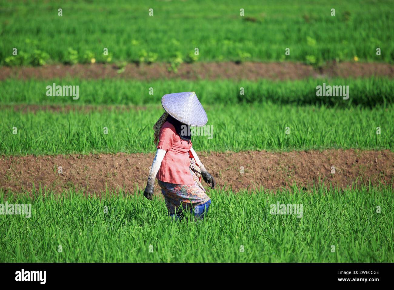 Terreni agricoli a Soreang, vicino a Ciwidey, Giava Occidentale, Indonesia Foto Stock