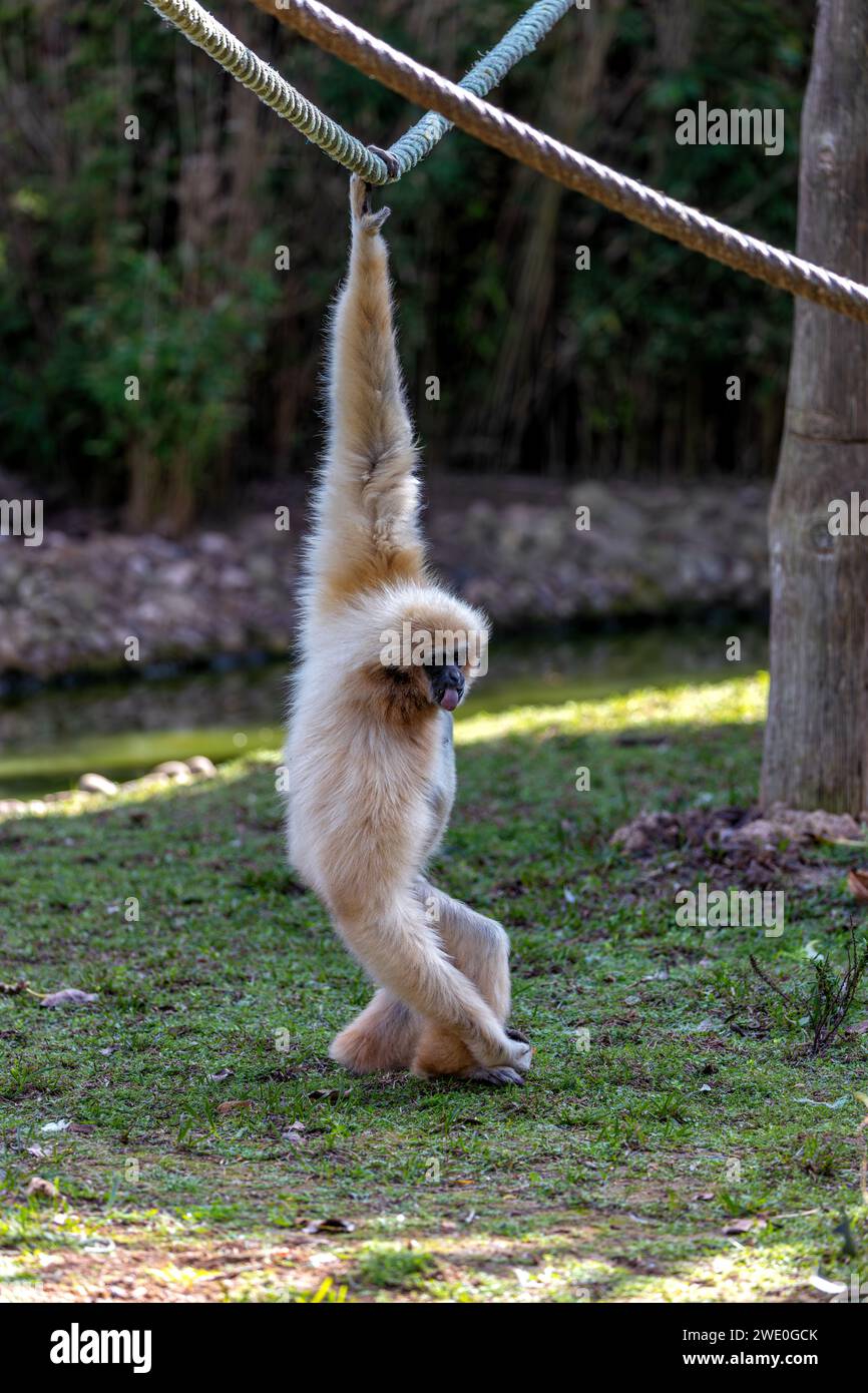 Maestoso Lar Gibbon (Hylobates Lar) che si snoda attraverso le lussureggianti foreste della Malesia. Un momento accattivante con questo primate acrobatico nella sua A sud-est Foto Stock