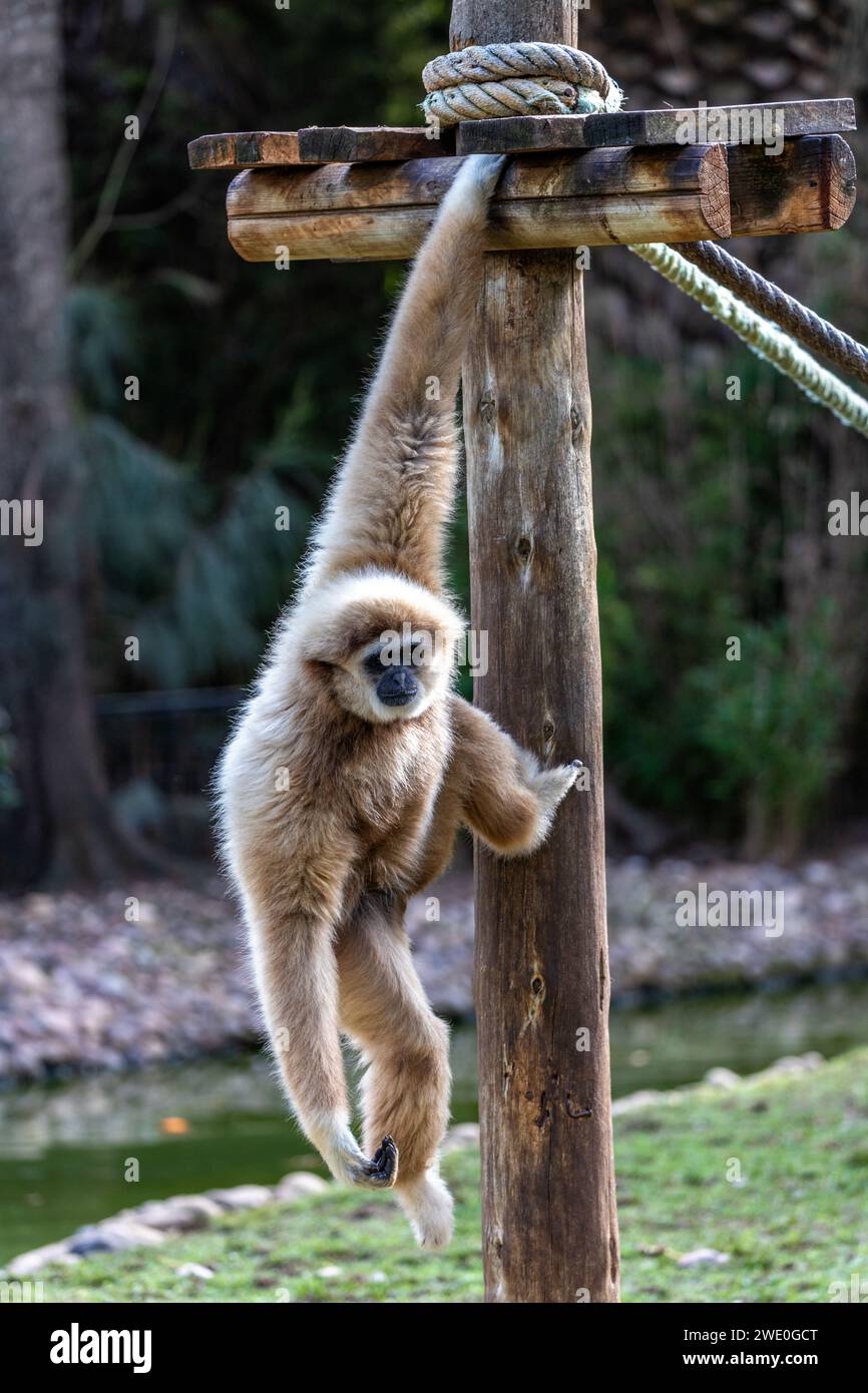Maestoso Lar Gibbon (Hylobates Lar) che si snoda attraverso le lussureggianti foreste della Malesia. Un momento accattivante con questo primate acrobatico nella sua A sud-est Foto Stock