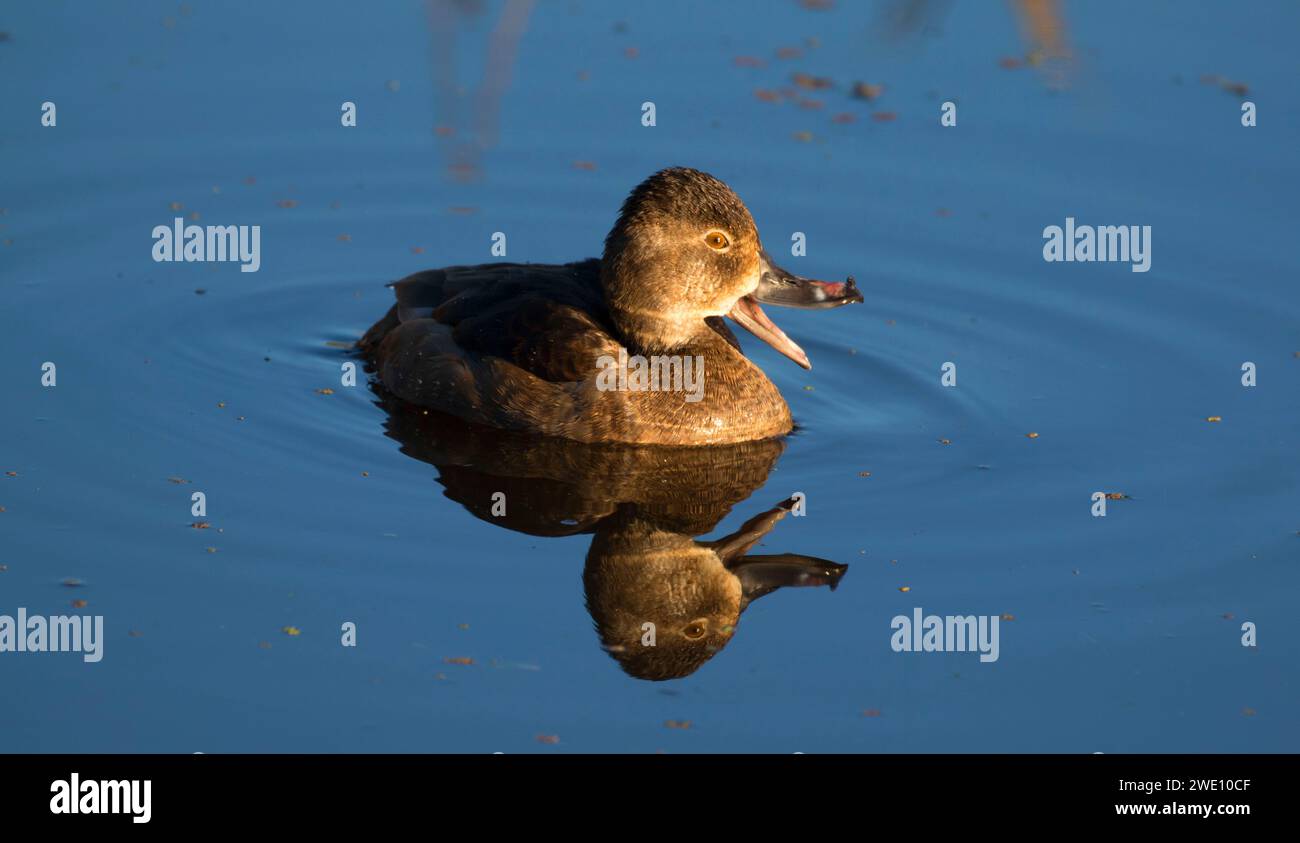 Anello di colli di anatra, Ridgefield National Wildlife Refuge, Washington Foto Stock