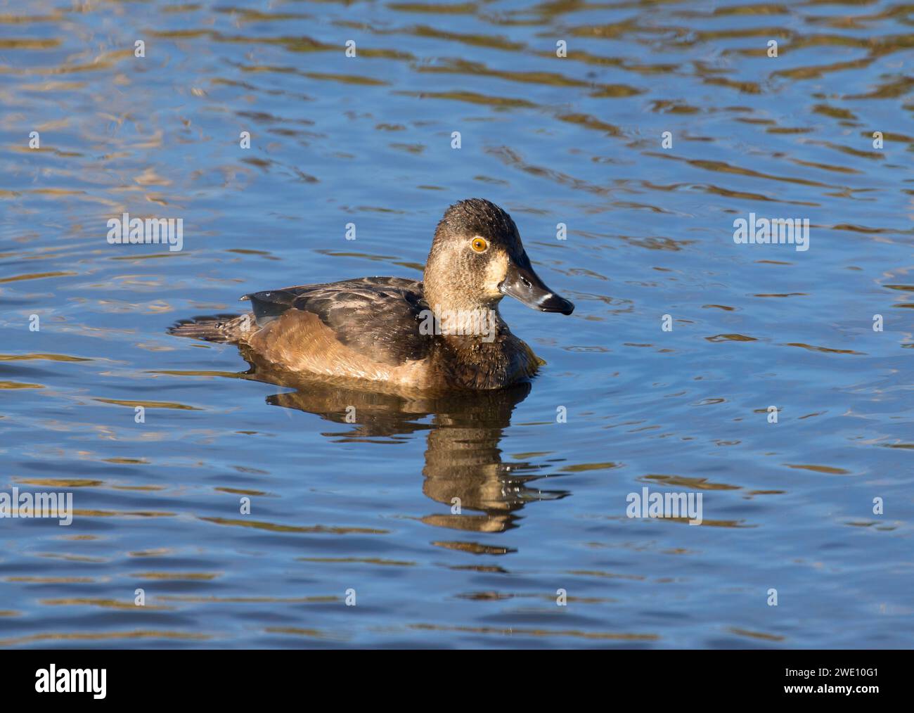 Anello di colli di anatra, Ridgefield National Wildlife Refuge, Washington Foto Stock