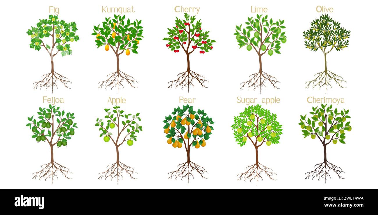 Set di alberi da frutto con radici su sfondo bianco. Illustrazione Vettoriale