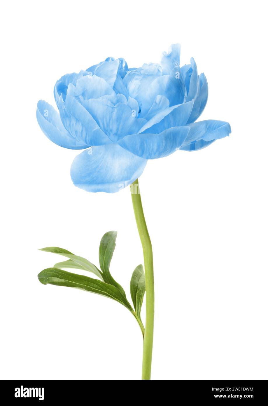 Bella peonia azzurra su sfondo bianco Foto Stock