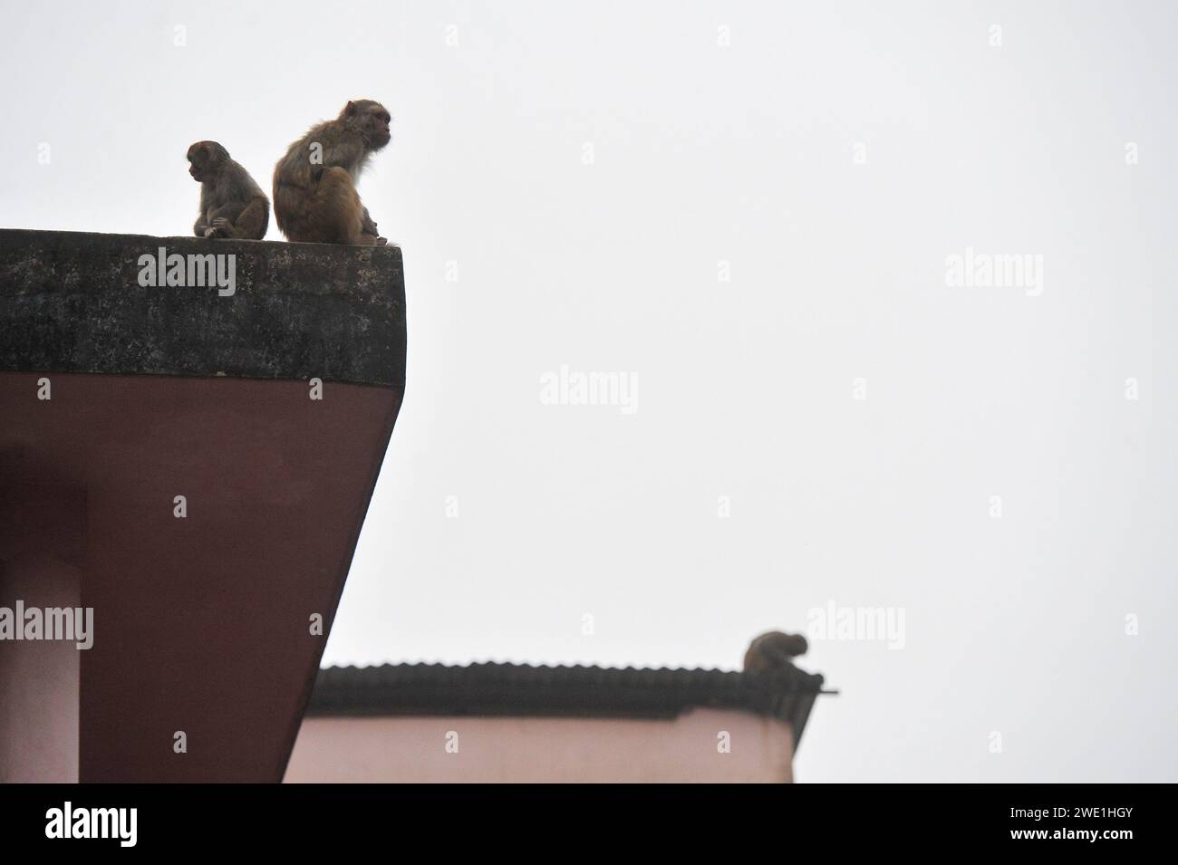 22 gennaio 2024 Sylhet-Bangladesh: Le scimmie macachi rhesus siedono al freddo nella zona di Chasnipir Road a Sylhet, Bangladesh, in una nebbiosa mattinata invernale. Il mantello di macaco si adatta bene al freddo e aumenta di spessore al calare della temperatura. Inoltre, la temperatura è calata in tutto il paese a causa dell'ondata di freddo degli ultimi giorni. Soffia anche il vento freddo. Di conseguenza, la vita degli esseri umani e di altri animali è stata interrotta a causa dell'aumento della gravità dell'inverno. Il 22 gennaio 2024 Sylhet, Bangladesh (foto di Rafayat Haque Khan/ Eyepix Group/Sipa USA) Foto Stock