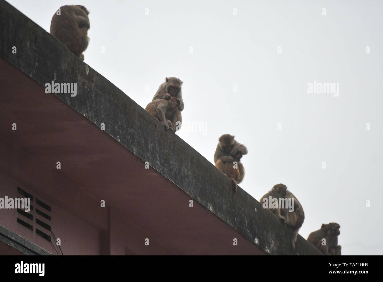 22 gennaio 2024 Sylhet-Bangladesh: Le scimmie macachi rhesus siedono al freddo nella zona di Chasnipir Road a Sylhet, Bangladesh, in una nebbiosa mattinata invernale. Il mantello di macaco si adatta bene al freddo e aumenta di spessore al calare della temperatura. Inoltre, la temperatura è calata in tutto il paese a causa dell'ondata di freddo degli ultimi giorni. Soffia anche il vento freddo. Di conseguenza, la vita degli esseri umani e di altri animali è stata interrotta a causa dell'aumento della gravità dell'inverno. Il 22 gennaio 2024 Sylhet, Bangladesh (foto di Rafayat Haque Khan/ Eyepix Group/Sipa USA) Foto Stock