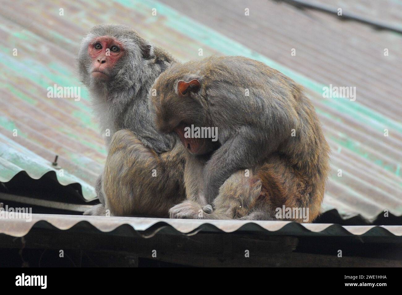 22 gennaio 2024 Sylhet-Bangladesh: Le scimmie macachi rhesus siedono al freddo nella zona di Chasnipir Road a Sylhet, Bangladesh, in una nebbiosa mattinata invernale. Il mantello di macaco si adatta bene al freddo e aumenta di spessore al calare della temperatura. Inoltre, la temperatura è calata in tutto il paese a causa dell'ondata di freddo degli ultimi giorni. Soffia anche il vento freddo. Di conseguenza, la vita degli esseri umani e di altri animali è stata interrotta a causa dell'aumento della gravità dell'inverno. Il 22 gennaio 2024 Sylhet, Bangladesh (foto di Rafayat Haque Khan/ Eyepix Group/Sipa USA) Foto Stock