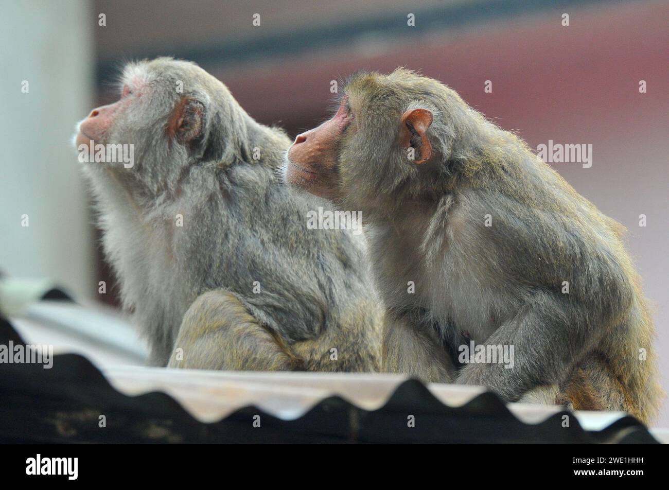 22 gennaio 2024 Sylhet-Bangladesh: Le scimmie macachi rhesus siedono al freddo nella zona di Chasnipir Road a Sylhet, Bangladesh, in una nebbiosa mattinata invernale. Il mantello di macaco si adatta bene al freddo e aumenta di spessore al calare della temperatura. Inoltre, la temperatura è calata in tutto il paese a causa dell'ondata di freddo degli ultimi giorni. Soffia anche il vento freddo. Di conseguenza, la vita degli esseri umani e di altri animali è stata interrotta a causa dell'aumento della gravità dell'inverno. Il 22 gennaio 2024 Sylhet, Bangladesh (foto di Rafayat Haque Khan/ Eyepix Group/Sipa USA) Foto Stock