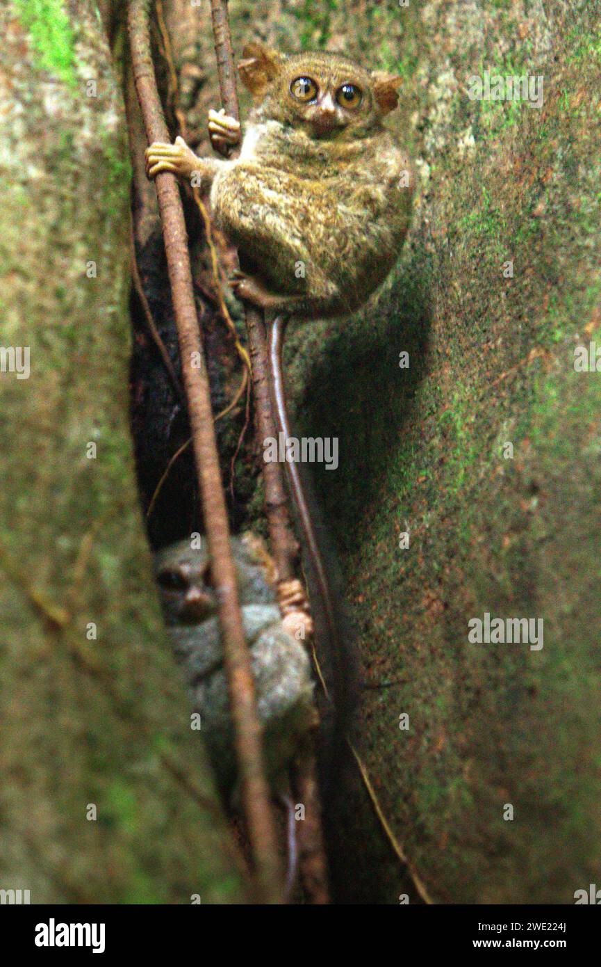 Due individui del tarsiere spettrale di Gursky (Tarsius spectrumgurskyae) sono visibili in piena luce del giorno sul loro albero di nido, un'anomalia di questo primate notturno che vive nella foresta pluviale della riserva naturale di Tangkoko, Sulawesi settentrionale, Indonesia. La conservazione dei primati è una sfida comportamentale e come tale richiede soluzioni comportamentali informate, secondo un team di scienziati guidati da Harry Hilser nel loro articolo del 2023 pubblicato dall'International Journal of Primatology. Ha anche bisogno, hanno scritto, di Una strategia olistica di istruzione, sviluppo di capacità e conservazione basata sulla comunità attinge a... Foto Stock
