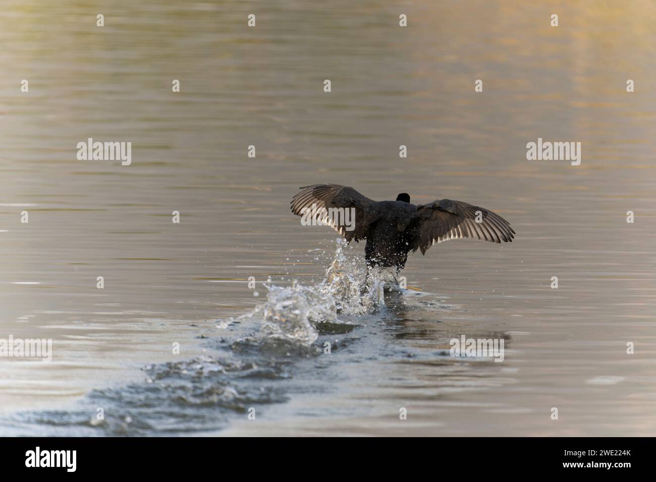 Una coca eurasiatica (Fulica atra), nota anche come coca comune, che decolla scorrendo attraverso la superficie dell'acqua. Foto Stock