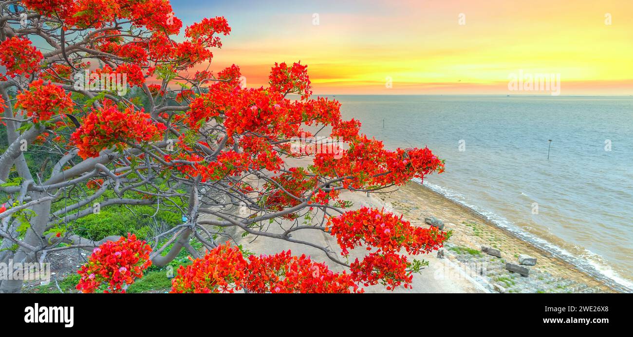 Vista aerea dei fiori della poinciana reale Rossa fioriscono lungo il lato della strada con lo sfondo dell'alba che segnala l'arrivo dell'estate. Questo è un albero decorativo Foto Stock