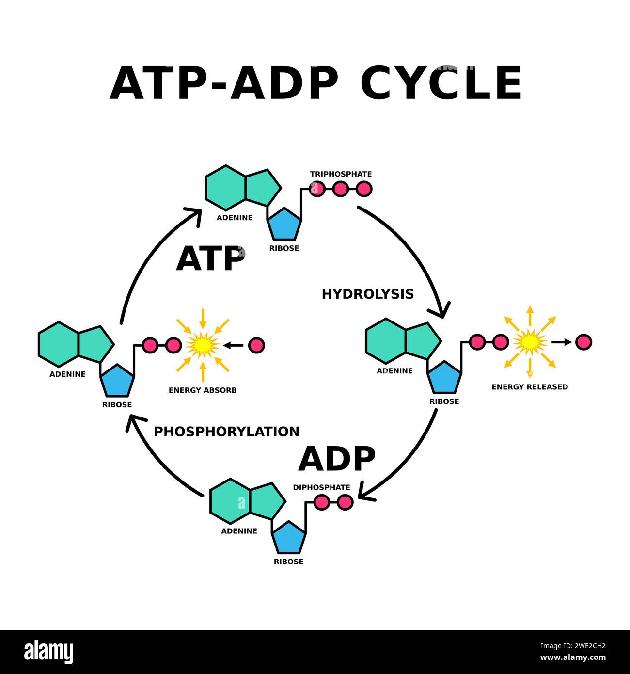 Ciclo ATP ADP. Fosforilazione. L'adenosina trifosfato rilascia energia e diventa adenosina difosfato. L'ADP può essere invertito in ATP. Vettore Illustrazione Vettoriale
