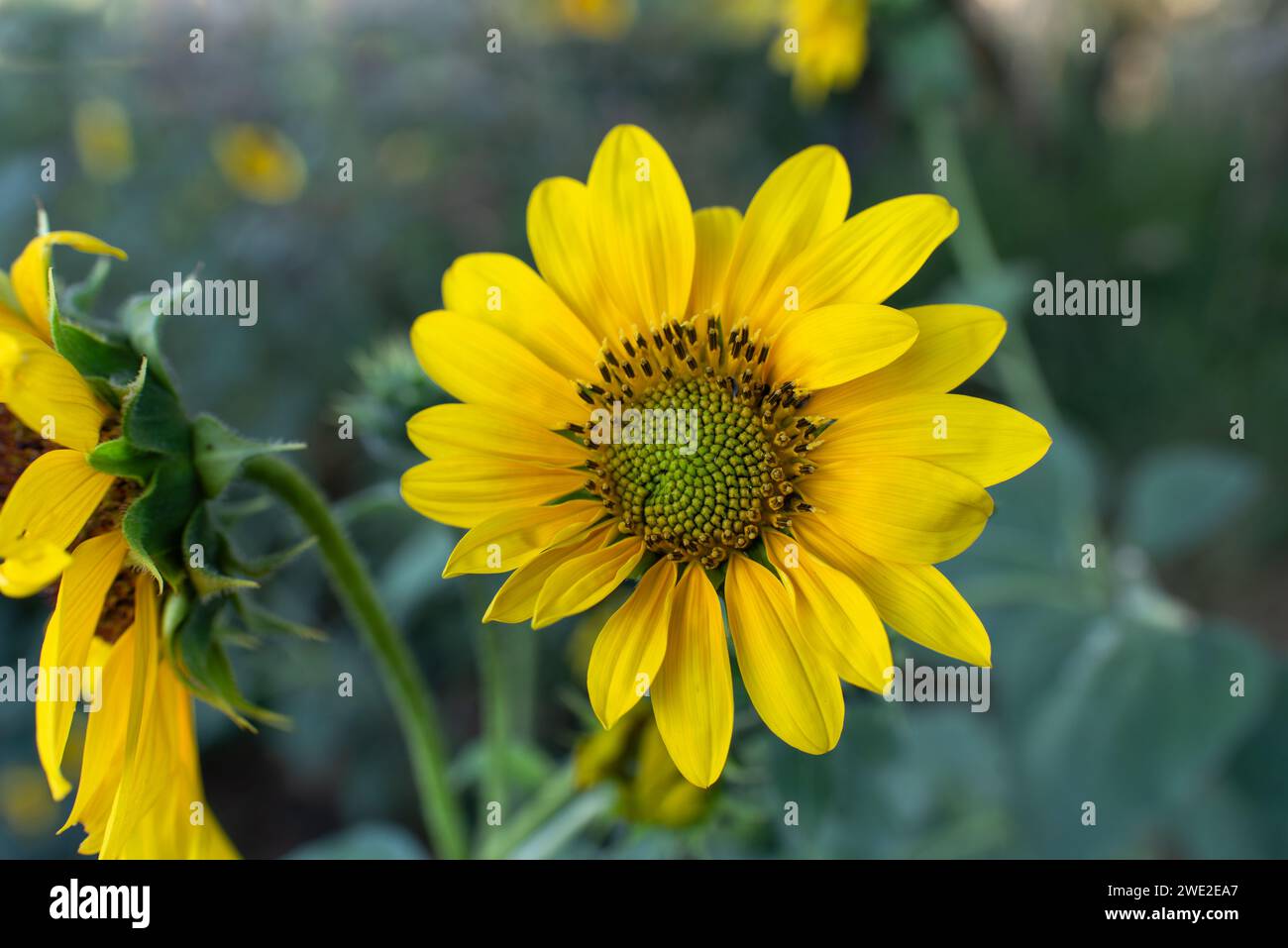 Primo piano di girasoli gialli, asteraceae, helianthus, New Mexico settentrionale, USA. Foto Stock