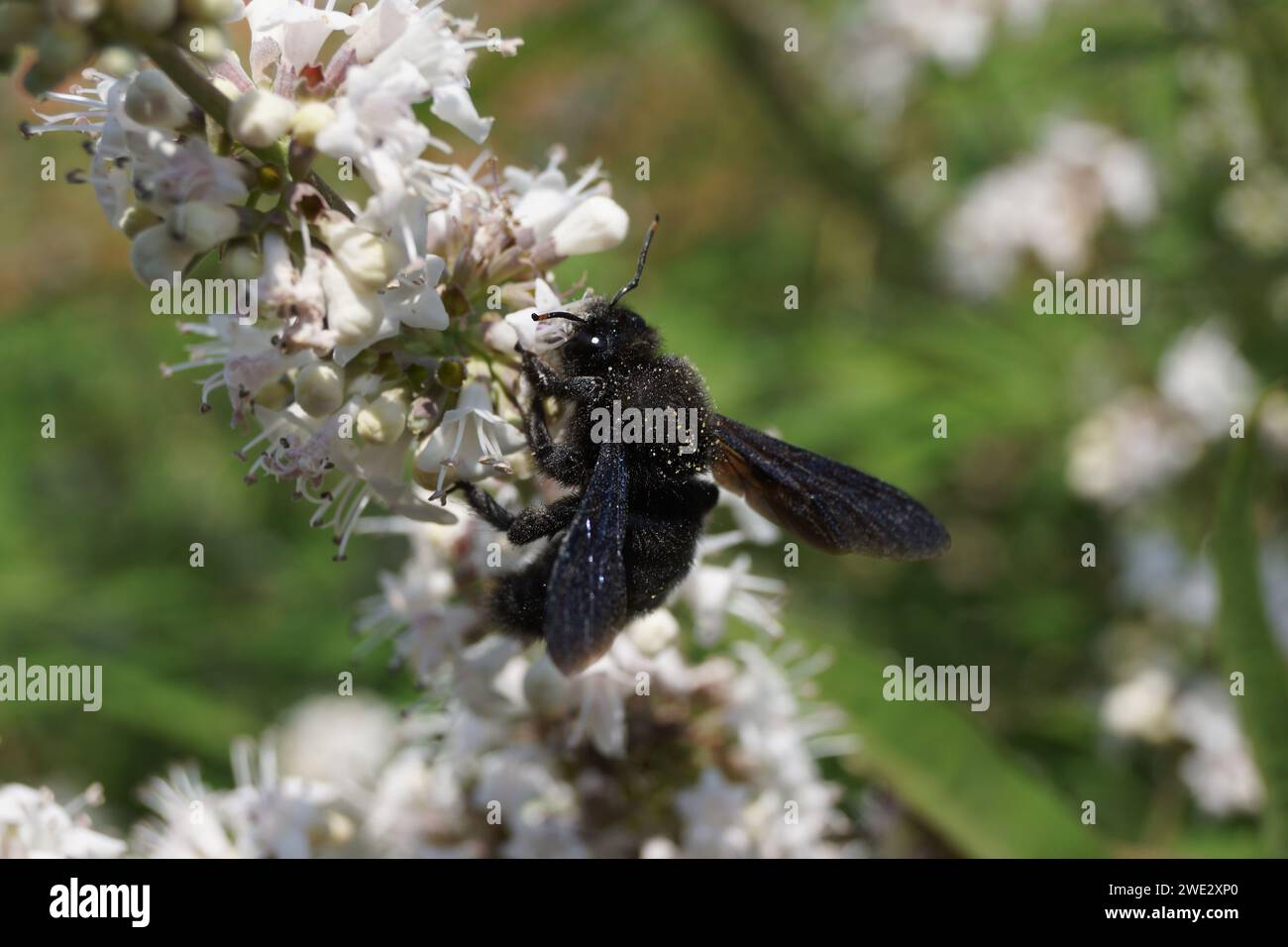 Il riscaldamento climatico sta facendo diventare sempre più comune in Germania l'ape da falegname nero. Foto Stock