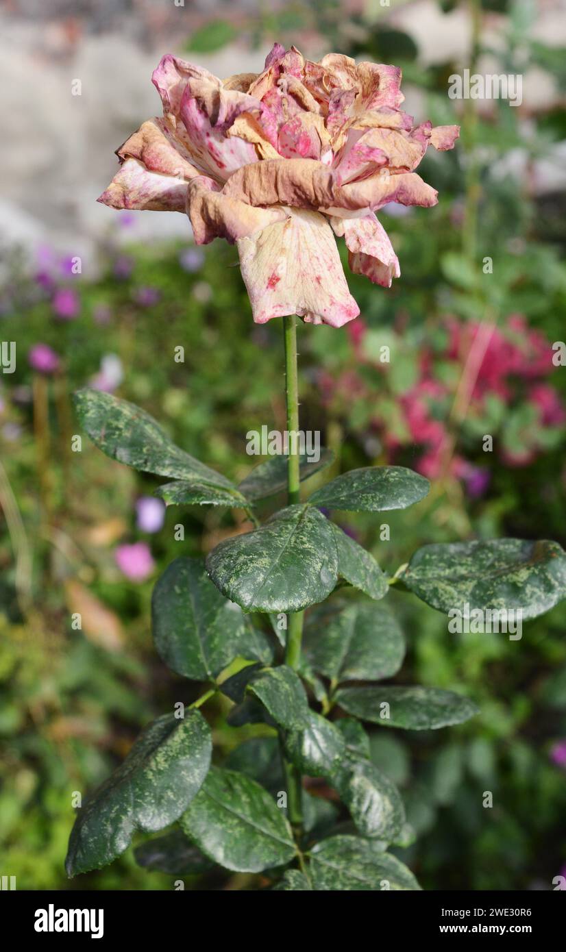 Testa di rosa morta, rosa sbiadita, fiori sbiaditi che devono essere tagliati, rimossi per produrre più fiori o per giardino steli di rose prima dell'inverno. Foto Stock