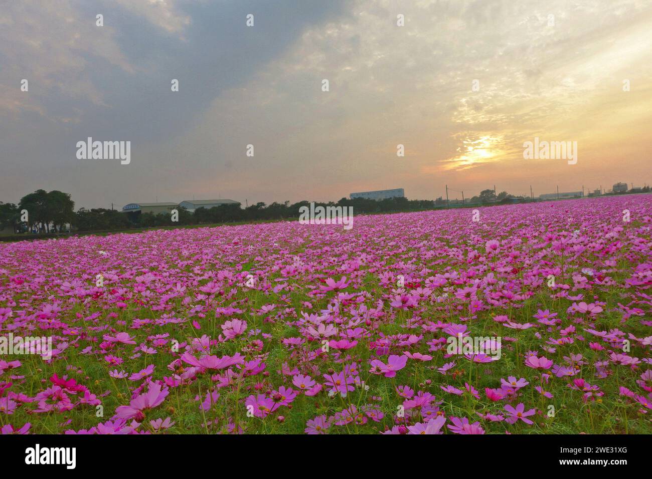 Campo di fiori rosa sotto il tramonto Foto Stock