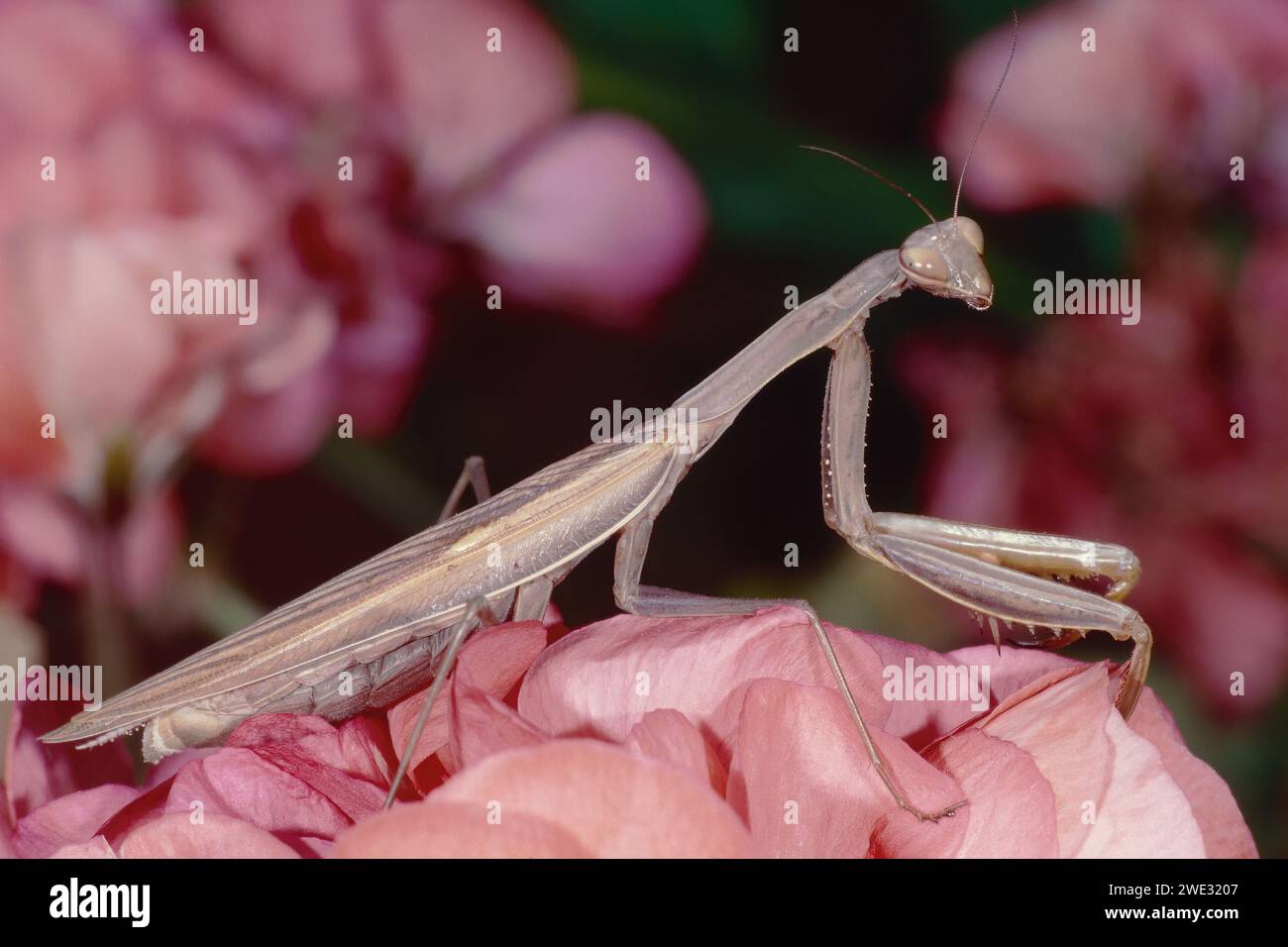 le mantide marroni adulte dorate riposano su fiori rosa, Mantis religiosa, Mantidae Foto Stock
