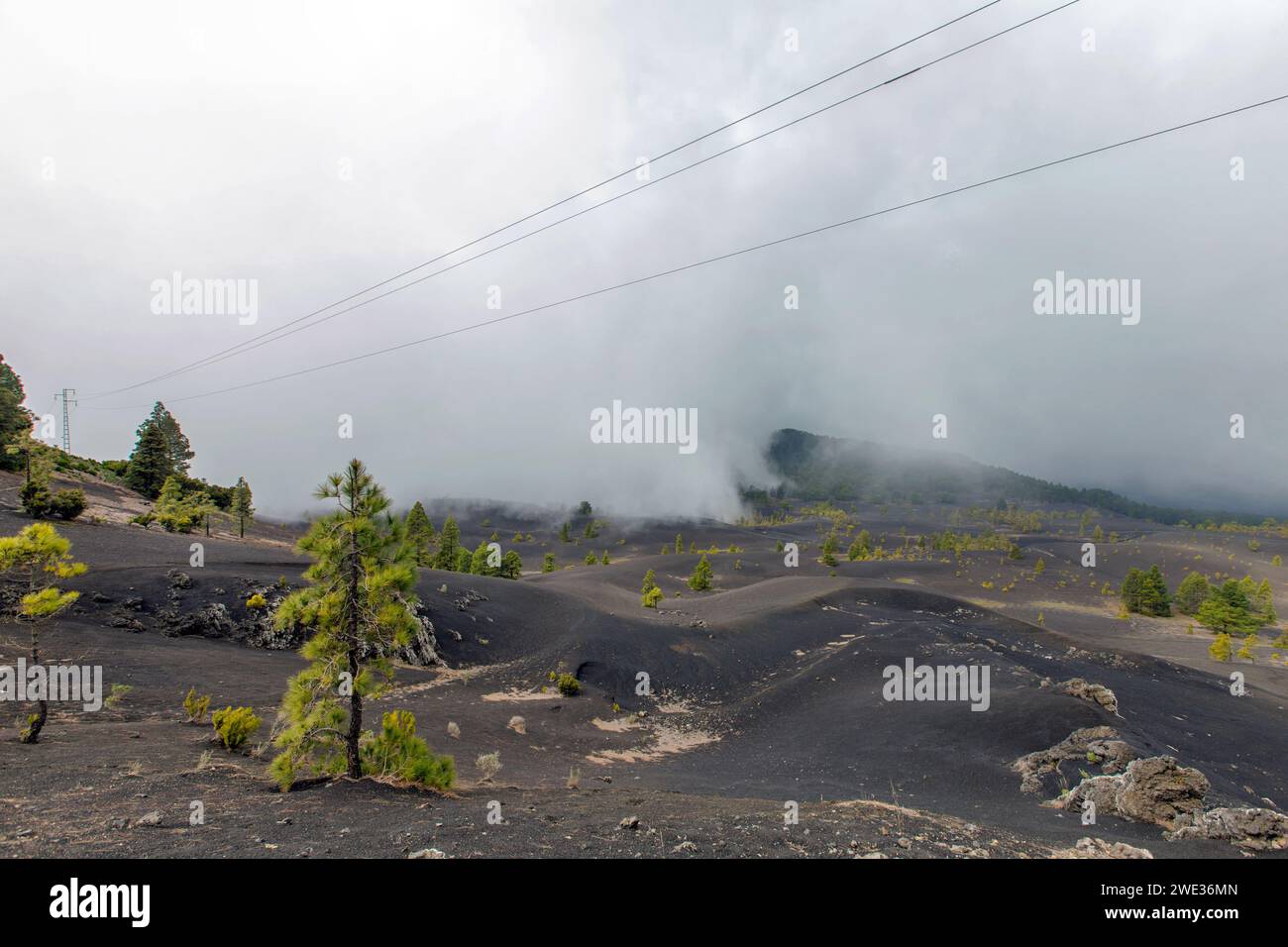 Il pino endemico delle Isole Canarie nella zona vulcanica della Caldera de Taburiente sull'isola di la Palma (Isole Canarie, Spagna) Foto Stock