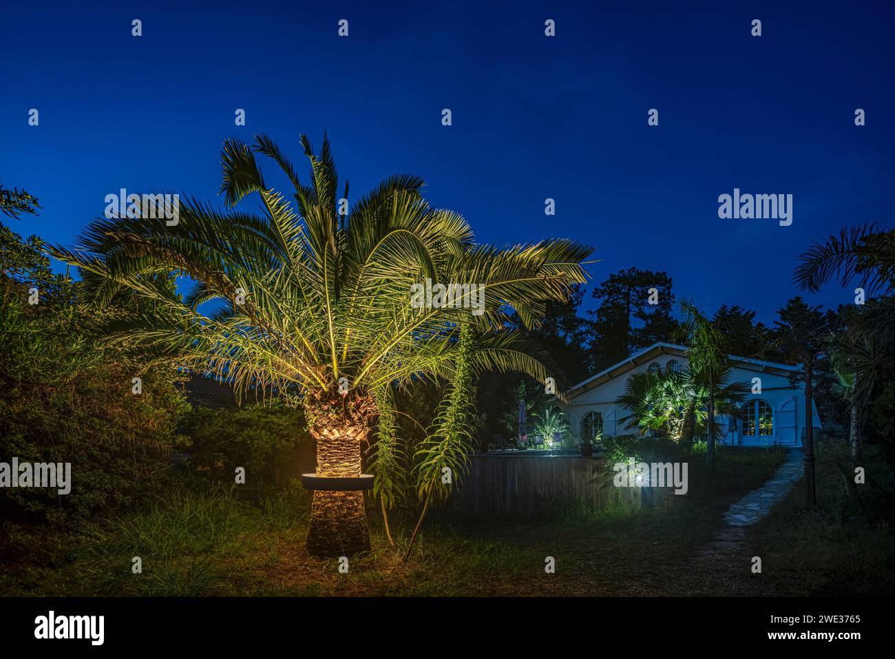 Palma (Phoenix canariensis) illuminata da un sistema di illuminazione circolare fissato intorno al tronco. Palma illuminata di notte in un giardino. Foto Stock