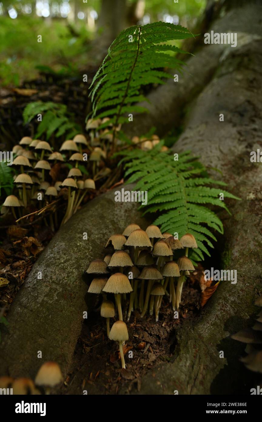 Calotta di fata o calotta di fata o calotta di fata (Coprinellus disseminatus) e foglie di felce maschili (Dryopteris filix-mas) in una foresta di faggi, Ungheria Foto Stock