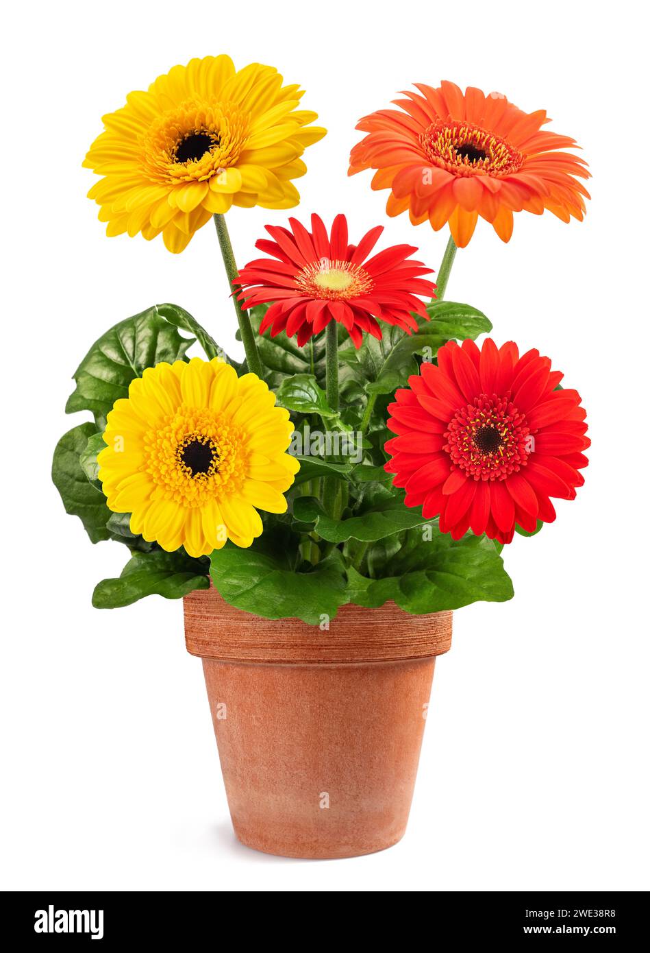Pianta di gerbera in vaso isolato su sfondo bianco Foto Stock