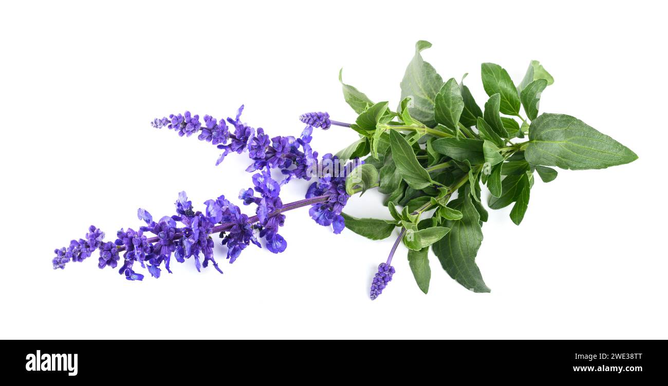 Salvia farinacea con fiori isolati su sfondo bianco Foto Stock