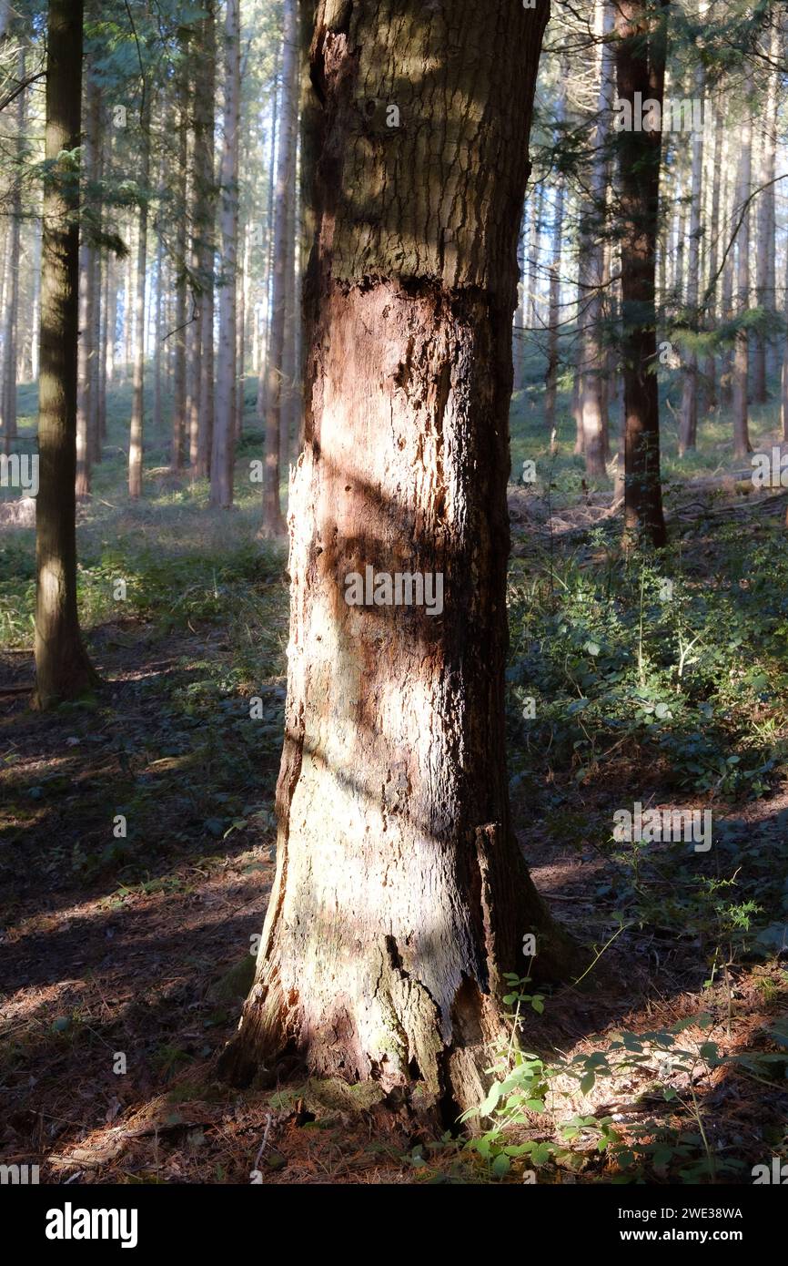 British Woodland in Winter - Dowdeswell Woods, Cheltenham, Gloucestershire Foto Stock