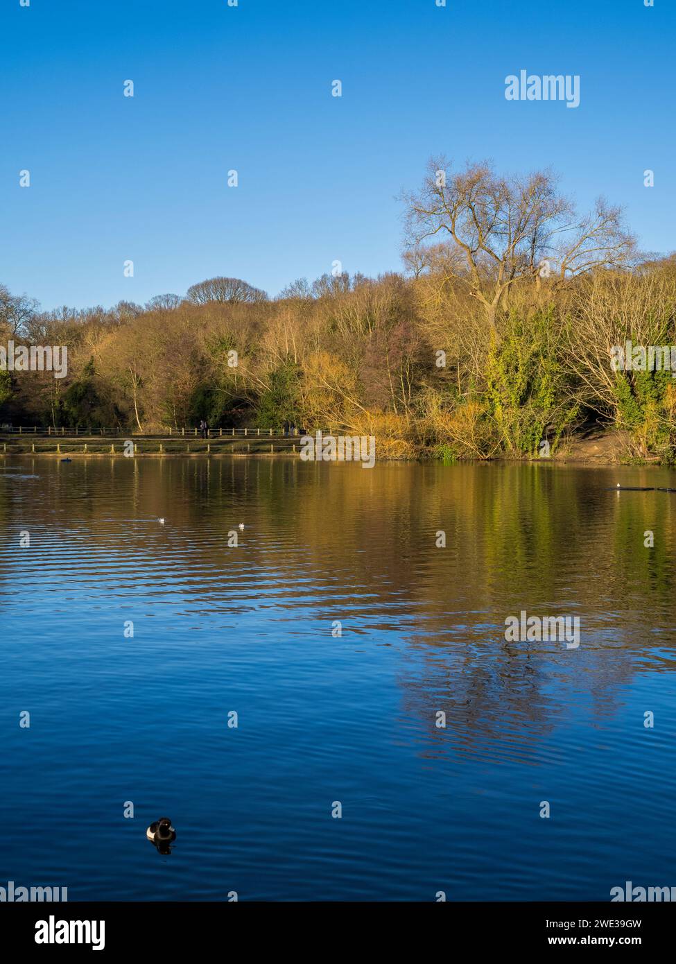 Hampstead Heath Pond NO2, Hampstead Heath, Camden, Londra, Inghilterra, REGNO UNITO, REGNO UNITO. Foto Stock