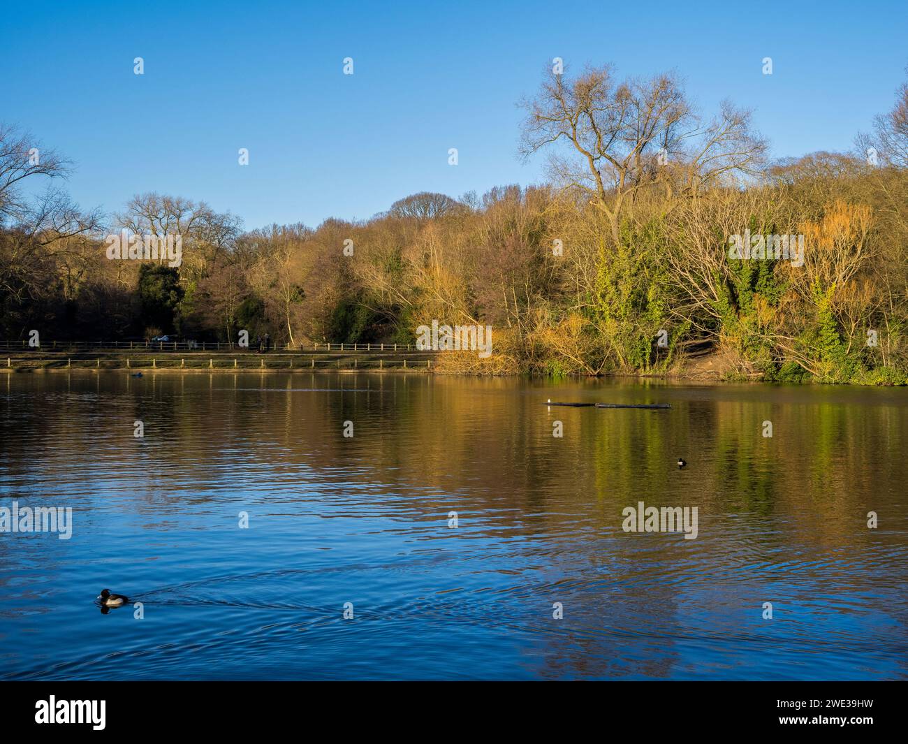 Hampstead Heath Pond NO2, Hampstead Heath, Camden, Londra, Inghilterra, REGNO UNITO, REGNO UNITO. Foto Stock