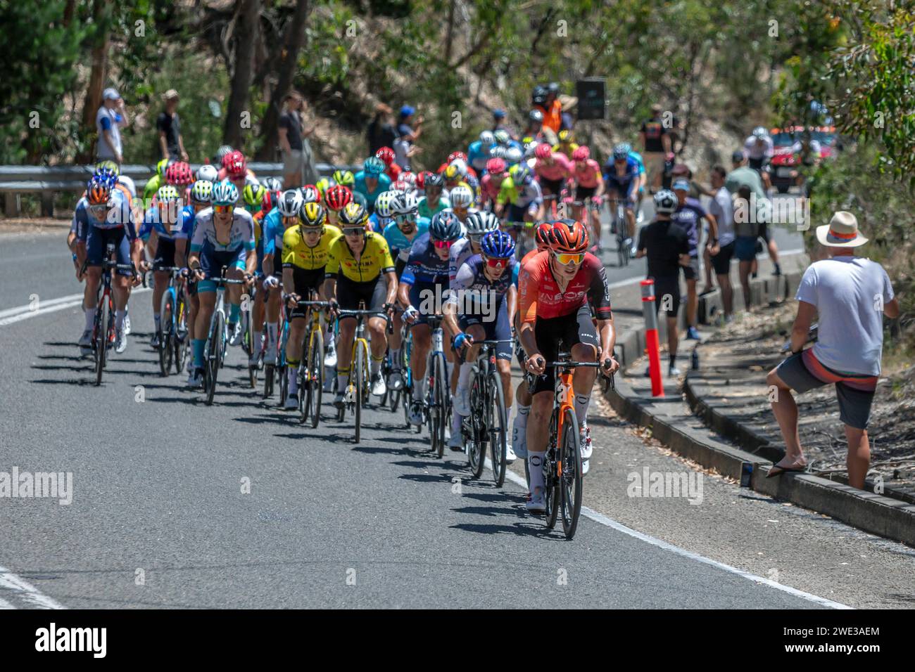 Un corridore di Ineos Grenadiers guida il gruppo su Mount Lofty Summit Road all'ultimo giro della tappa 6 del Tour Down Under in Australia meridionale. Foto Stock