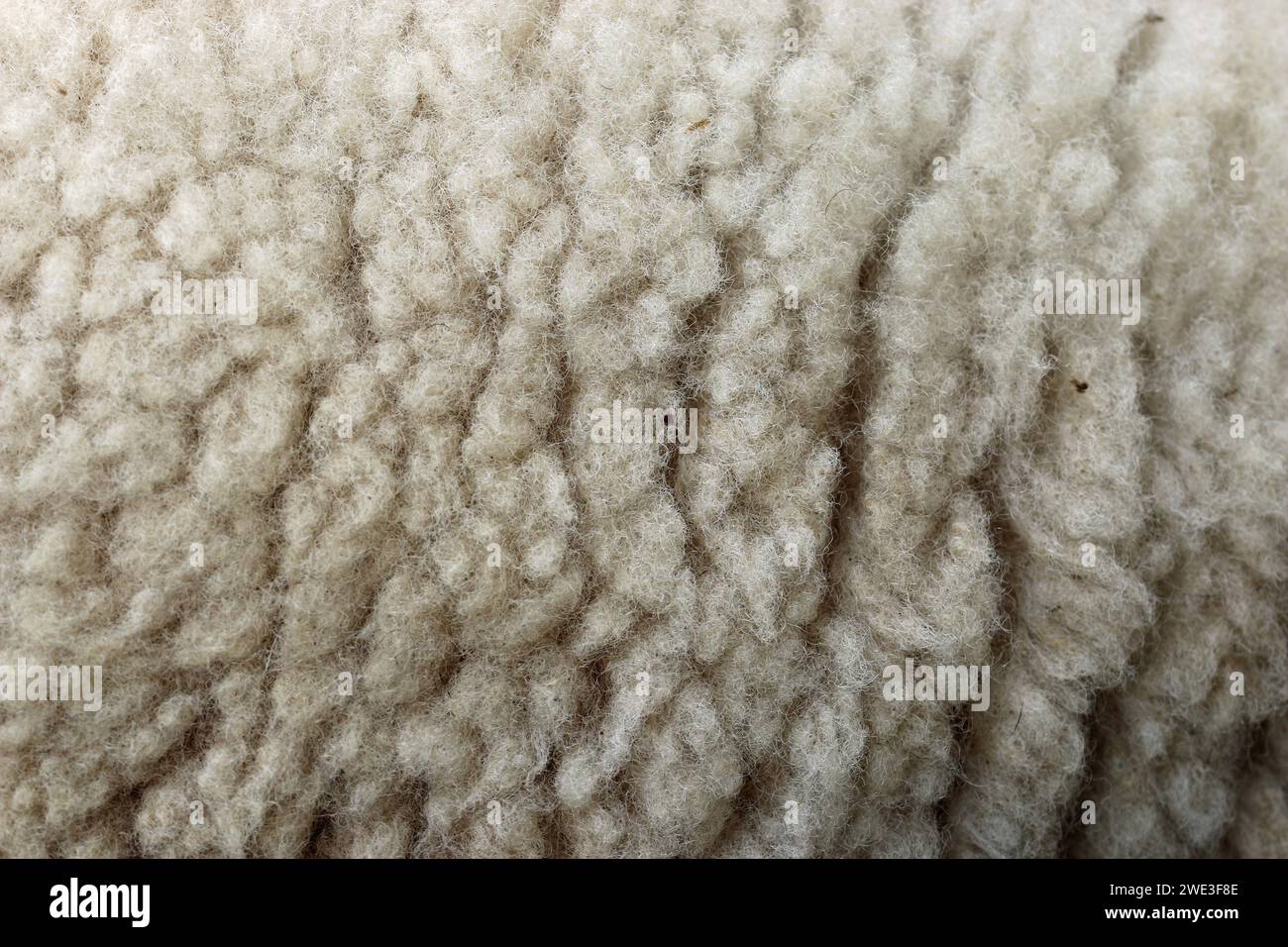 Pile bianco di lana di pecora in primo piano senza sfondo e sfocato ai margini. Foto Stock