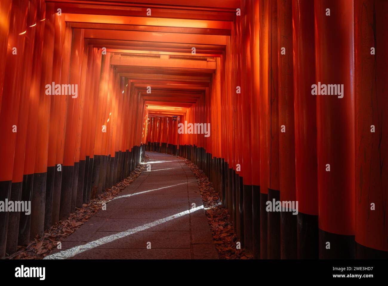 Tunnel della porta torii presso il santuario Fushimi Inari a Kyoto, Giappone. Foto Stock