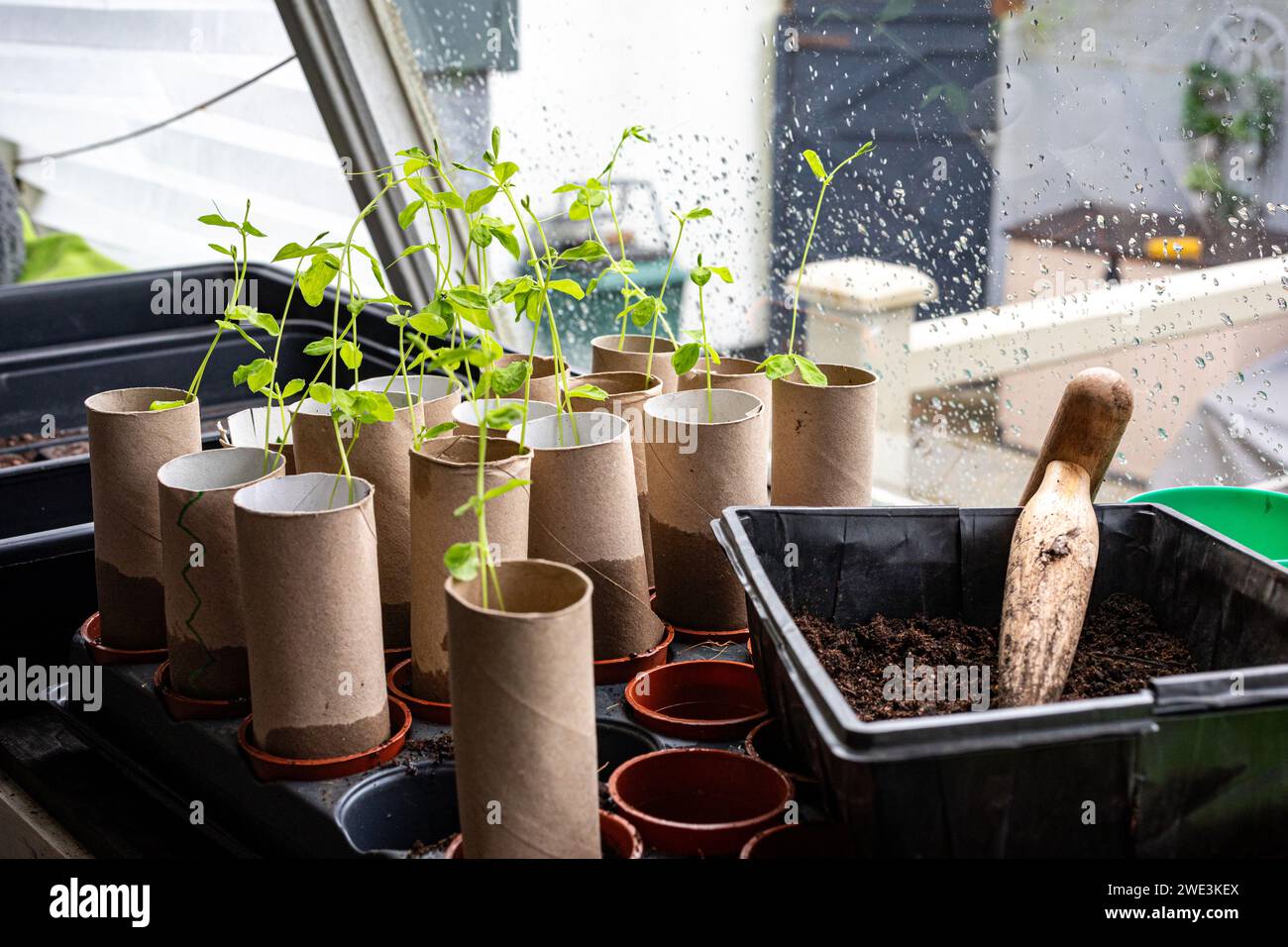 Piantare nuovi semi in un capannone per inglobare. Shaun Fellows / Alamy Foto Stock