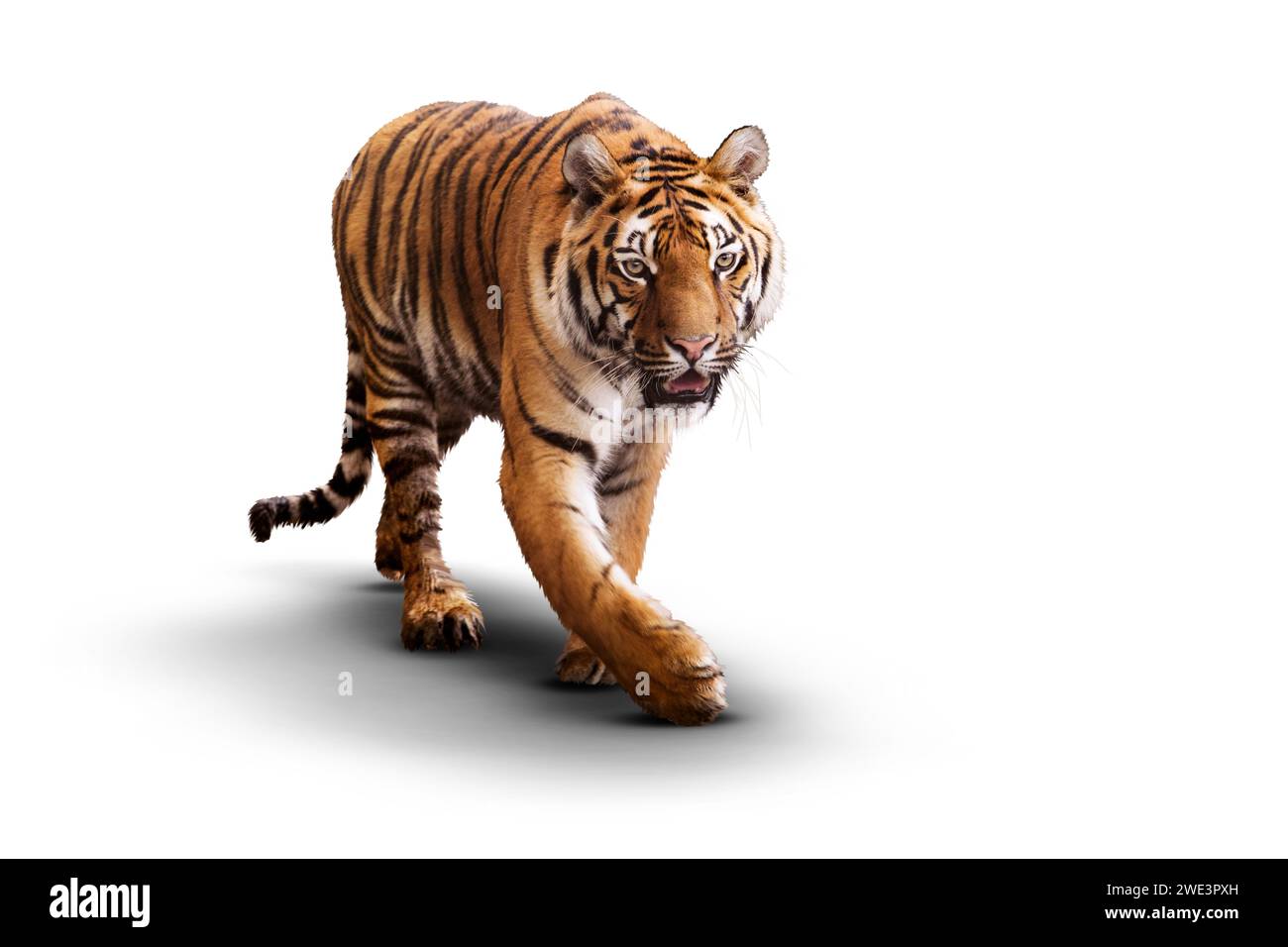 Una tigre cammina in modo deciso su uno sfondo bianco, con lo sguardo fisso e la sua posizione potente Foto Stock