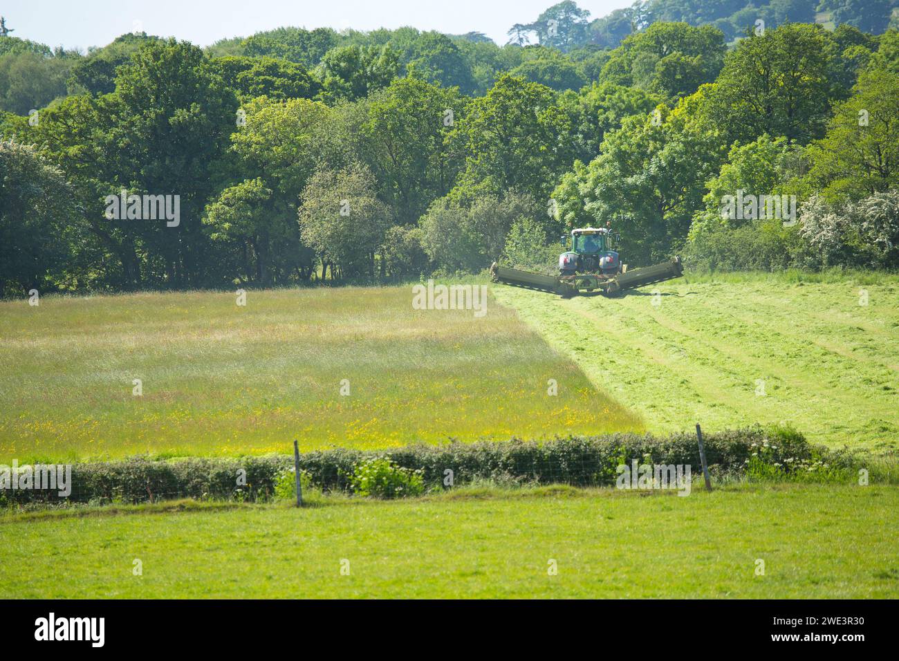 Un trattore e un rasaerba che tagliano fieno o insilato a Devon, Regno Unito Foto Stock