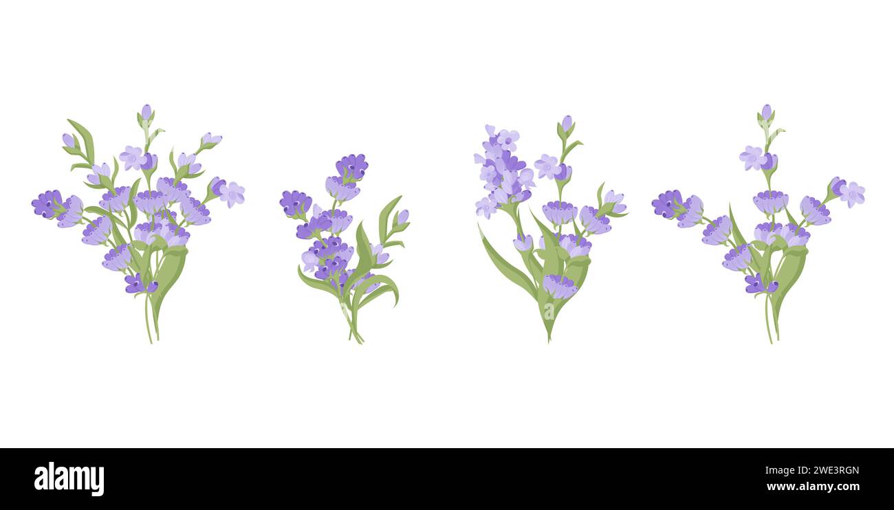 Set di mazzi di fiori di lavanda. Illustrazione vettoriale isolata su sfondo bianco. Illustrazione vettoriale Illustrazione Vettoriale