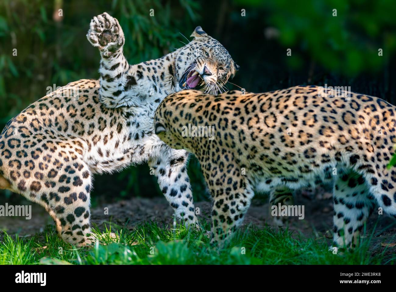 Due leopardi persiani impegnati in combattimenti giocosi sotto il sole luminoso, mostrando il loro comportamento naturale in natura Foto Stock