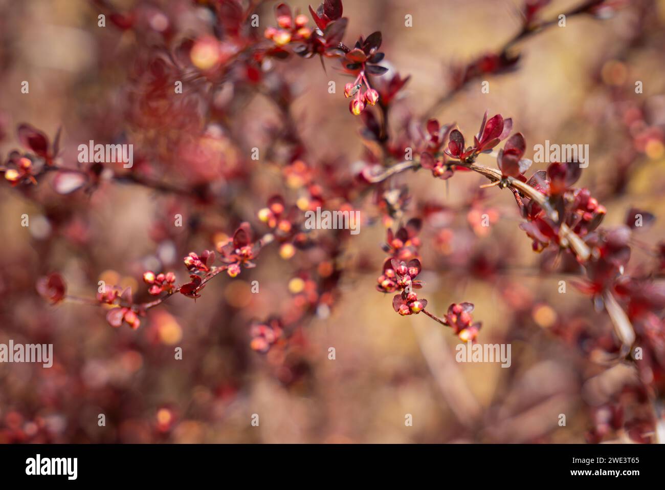 Fioritura del ramo di arbusti di bacca (Berberis vulgaris). Sfondo in fioritura di Barberry. Sfondo primaverile. Messa a fuoco morbida. Foto Stock